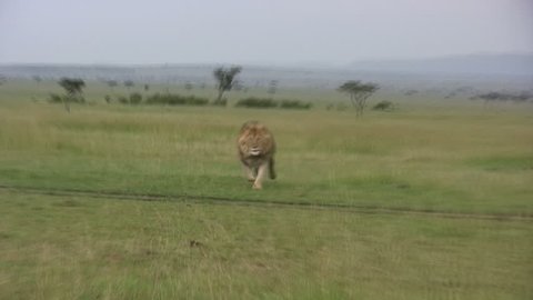 
A large male lion running towards the camera.