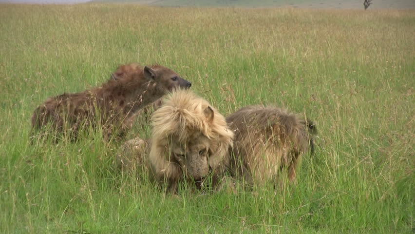 
Hyenas back off from two fighting lions.