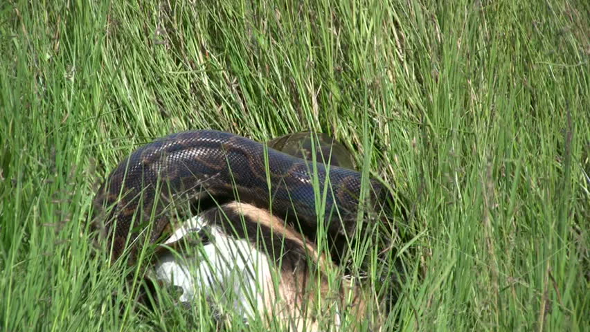 very large rock python killing gazelle Stock Footage Video (100% ...