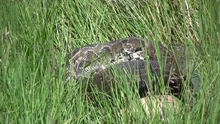 
A timelapse of a python killing a thompson gazelle..