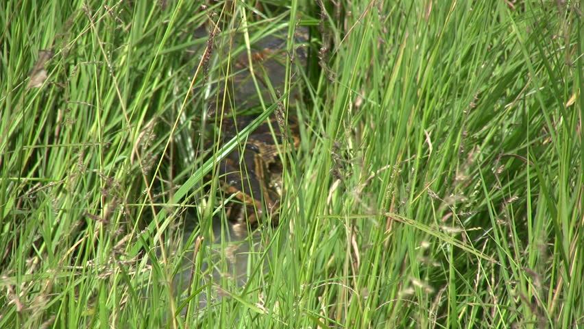 
A rock python hiding in a small stream with tall grass.