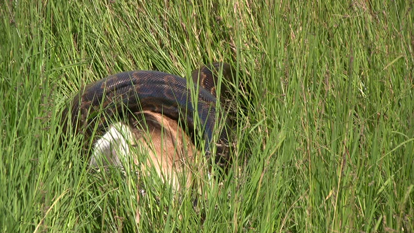 
A large rock python coils around a thompson gazelle.