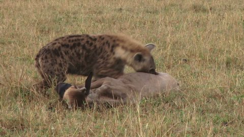 
A young wildebeest tries desperately to get away from hyenas hunting it