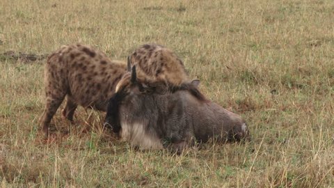 
A tired young wildebeest sits patiently as two hyenas eat it alive.