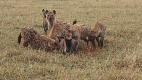 
Hyenas hunting a wildebeest in a group.