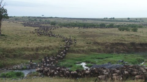
wildebeests crossing a small river in masai mara. Video de stock