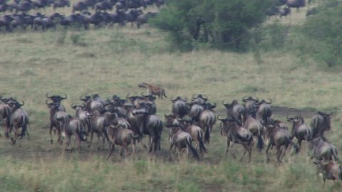 
Hyena chasing wildebeests to scatter them and kill one of them.