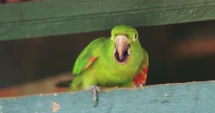Green parrot looking to camera