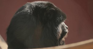 Big ape eating food. Large black monkey eats veggie