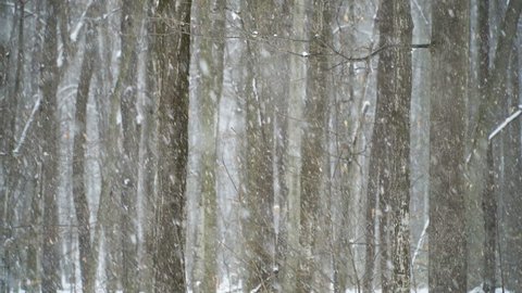 Close Up of trees in a forest during a blizzard