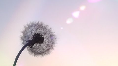 Dandelion. The wind blows away dandelion seeds in the setting sun. Slow motion. High speed camera shot. Full HD 1080p. 