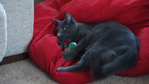 A grey cat has fun playing with a toy on a bean bag, as the bag makes rustling noises