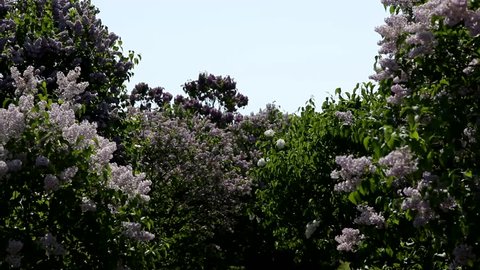 Lilacs flowering, blooming, filmed with glide rails. Garden of lilacs. Flowers of lilac, blooming, lilacs. 