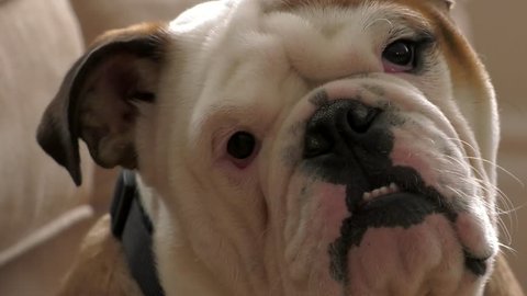bulldog puppy confused about sounds and tilting head to listen close up