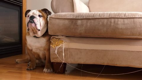 bad bulldog sits against his destroyed couch and walks away