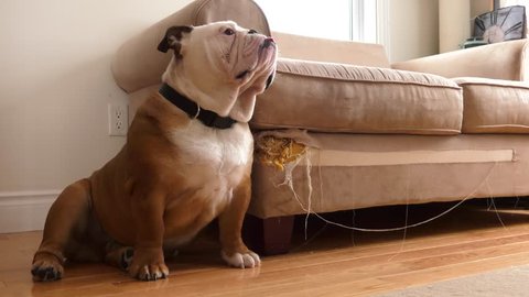 bad bulldog sits beside the sofa he chewed and destroyed then walks away
