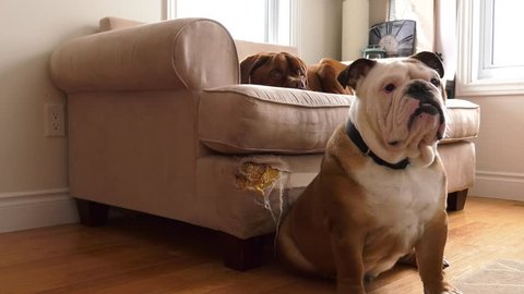 bad dog bulldog puppy and french mastiff on the destroyed sofa