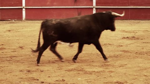 Spanish traditional bullfight san fermín dangerous 