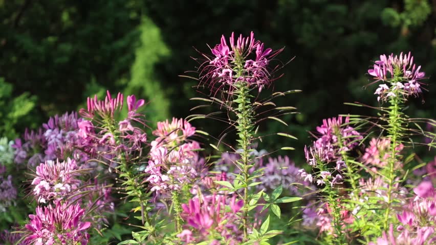 Cleome Hassleriana Commonly Known As Stock Footage Video 100 Royalty Free 1008782507 Shutterstock