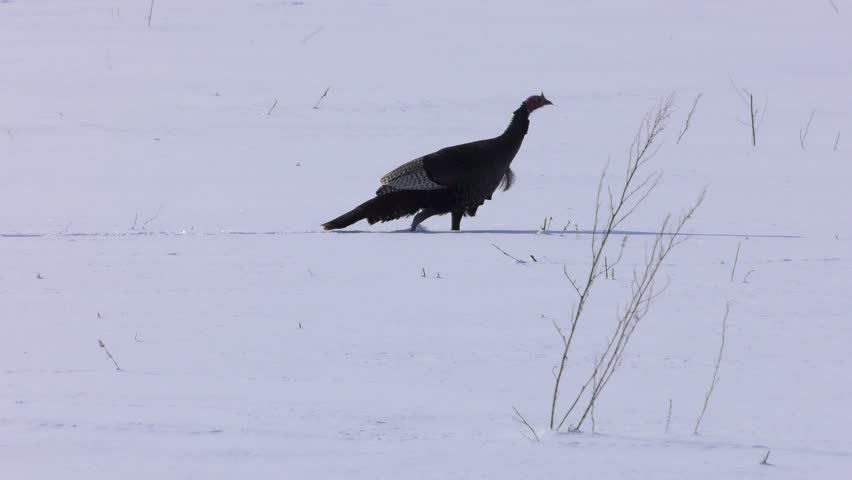 wild turkey walking through powder snow slow motion rolling shot