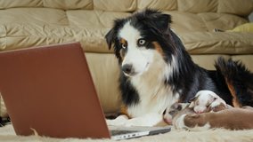 The mother of many children - a dog watching a video on a laptop. Funny videos with animals and gadgets
