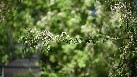 Spring white flowers on acacia tree swinging in the wind