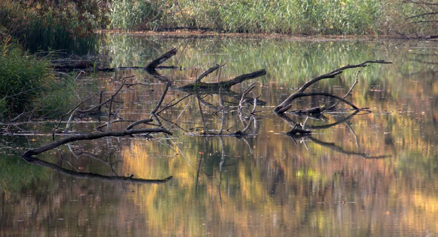 Nature Reserve "ImperialPond" Zrenjanin Serbia. Nature, trees, plants, animals. 4K