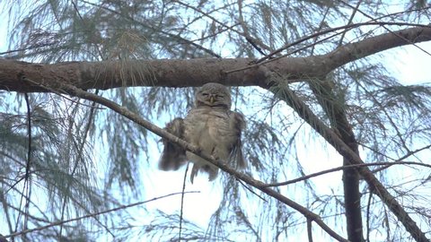 Spotted owlet bird shaking wings and feathers fluffy on pine tree branch,HD slow motion.
Dancing owl.
