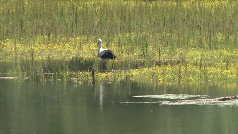 Stork. Serbia, river Begej. Nature, water, rafting, plants, trees, animals, green, wood.