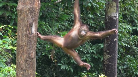 Small Orangutan (Pongo pygmaeus) Hanging on Liana. Endangered Endemic Borneo Animal