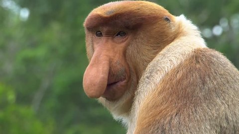 Male Proboscis Monkey (Nasalis larvatus) Scratching Nose. Endangered Endemic Borneo Animal