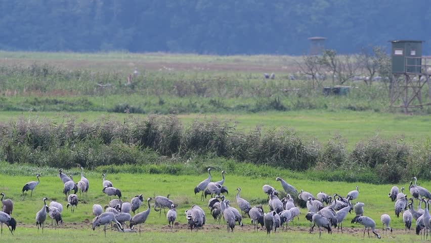 Common crane group search feed on the rest place, autumn, (grus grus)