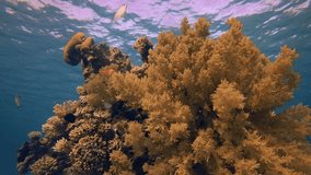 Underwater Beautiful Soft Coral. Picture of broccoli coral flow with the underwater current and blue background in the tropical reef of the Red Sea Dahab Egypt.