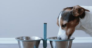 Jack Russell Terrier eating out of his bowl