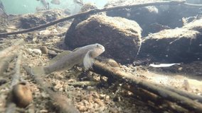 Underwater video of swimming Round goby, Neogobius melanostomus. Nice freshwater fish in the nature habitat. Live in the river and sea habitat. Underwater footage of Round gobies. Underwater river.