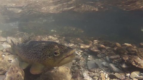 Spawning of brown trout underwater. Underwater footage of a Spawning salmo trutta morpha fario. Live in the river habitat. Underwater mountain creek. Brown trout spawning.