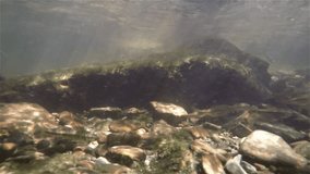 Underwater video of swimming and spawning Schneider, Riffle minnow, Alburnoides bipunctatus. Nice freshwater fish in the nature habitat. Live in the river and creek habitat. Underwater footage