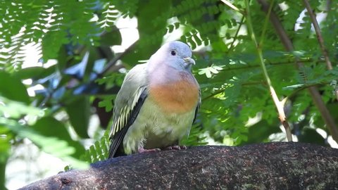 Footage of The birds (Pink-necked Green Pigeon)