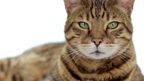 Close-up portrait of Bengal cat on white background
