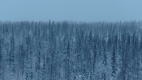 Snow-covered coniferous forests of Yakutia
