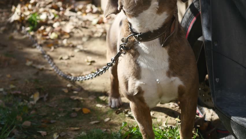 Dog on a chain, the dog next to the booth, the dog in the yard. Guard dog on a chain in the village. Cute country attached with short chain to its kennel.