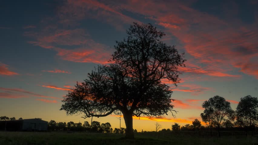 Lone Tree Silhouette Country Sunset Royalty-Free Stock Footage #1008822752