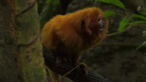 golden lion tamarin yawns and shows mouth wide open