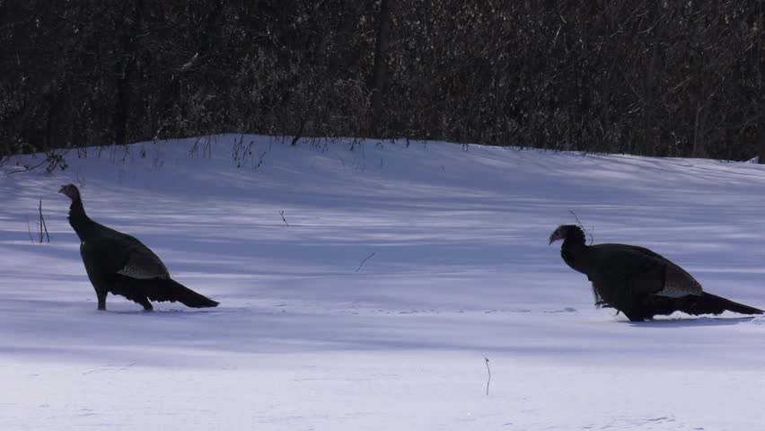 wild turkeys following leader through the snow zoom out reveal group