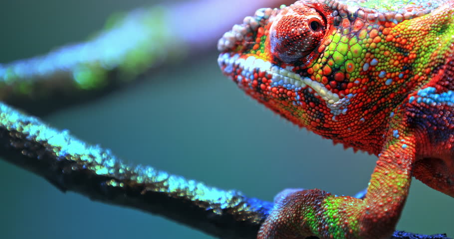 Vivid colorful skin of Chameleon close up view. Exotic tropical lizard walks slowly on branch and looking around Royalty-Free Stock Footage #1008832286