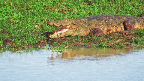 Massive Marsh Crocodile Mugger along water edge of freshwater swamp in Yala national park in Sri Lanka wildlife reserve and nature protection sanctuary