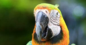 Cute parrot close up portrait of exotic tropical bird looking in camera 4K video. Macaw eyes and beak detailed view