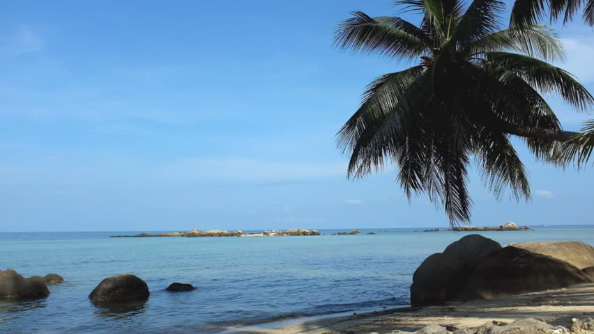 Palm tree on the beach on tropical island