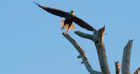 Beautiful shot of Bald Eagle sitting atop of a dead tree - eagle flies away in super slow motion as camera tracks him. Sunset golden hour. 4K.
