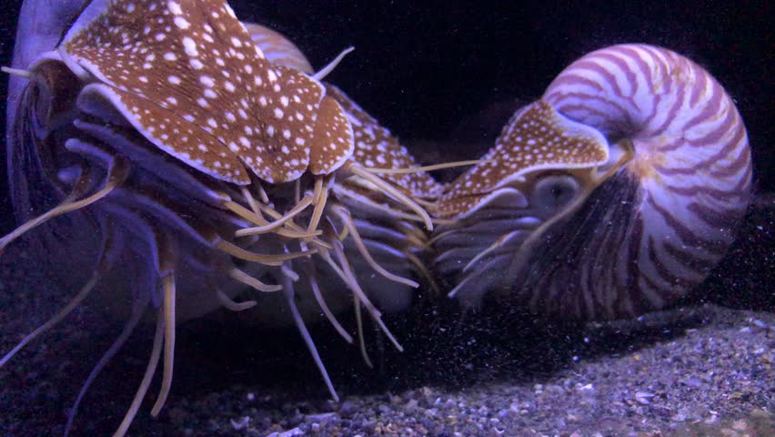 Creatures living in the deep sea
